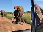 Šťastný slon si vykračuje Afrikou