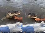 Muž chodí pravidelne kŕmiť veľkého aligátora (Florida)