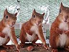 Aké zvuky vydáva nahnevaná veverička?