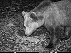 Vedci spochybňujú početnosť medveďov určenú Štátnou ochranou prírody (ŠOP SR)
