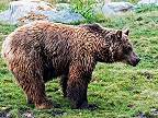 Poplatkový odstrel medveďa ako prevencia, obchod a spoločenská akcia
