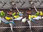 Papagáje MôŽU žrať soľ!!! Himalájska soľ - blok