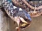 Slizký had si pochutnal na šťavnatej žabke