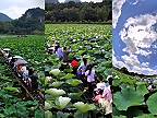 Výlet na vláčiku po lotosovom jazere v Číne