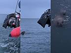 Mrož ruským námorníkom narobil problémy, na gumenom člne sa už plaviť nemohli