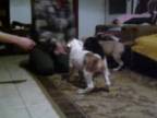 AMStaff puppies 1