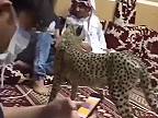 Arab doma chová geparda často s ním stresuje svojich hostí