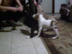 AMStaff puppies 3