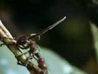 Cordyceps - vraždiaca huba