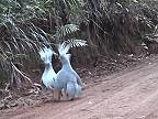 Keď sa v pralese stretnú dva jedince vtáka zvaného Kagu vlasatý (Nová Kaledónia)