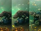 Nádychový potápač sa zahráva s veľkým aligátorom