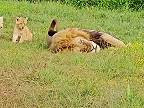 Keď máš decká a chceš si trošku pospať (Krugerov národný park)
