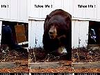 Musím toho medveďa spod domu nejak vyduriť! (jazero Tahoe)