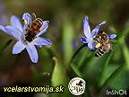 Včelí úľ: Komunistický raj v prírode?