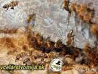 Včelí úľ: geniálny systém klimatizácie