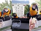 Ary modro-žlté pravidelne navštevujú balkón ženy v Caracase