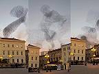 Úžasný „tanec“ škorcov na oblohe v Sassari známy ako murmurácia
