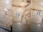 Pavúk je v poslednom štádiu infekcie hubou Cordyceps