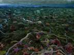 Podmorský život na koralovom útese
