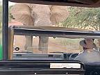 Strážca v džípe si chcel zmerať sily s urasteným slonom, ľudia v aute panikárili