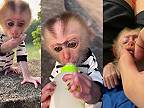 Život s malinkým makakom, ktorého si adoptovali ľudia