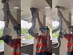 Lovkyňa hadov okrem dlhého hada vytiahla zo stropu aj prekvapenie (Austrália)