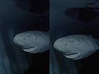 Žralok grónsky je najdlhšie žijúci stavovec na svete, môže sa dožiť až 500 rokov