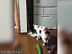 Cats VS Cucumbers