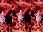 Pygmy Seahorse - trpasličí mořští koníci