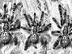 Tarantule