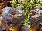 Starostlivosť o malého dinosaura. Pomoc pri zvliekaní kože 2