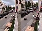 Kto bude rýchlejší? Pes, či parkourista?