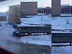Muž chcel pištoľou vyplašiť veľkého ľadového medveďa, nešlo to však podľa plánu!