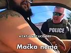 Mačka šoférovala auto