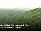 Tentrov hlucháň ČR. Odchovaných hlucháňov vypúšťajú do prírody