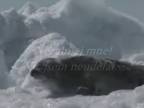 Zabíjanie tuleňov v Kanade