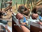 Orangutania samica chcela vidieť bábätko