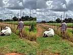 Muž sa opatrne zakradol k býkovi a skočil mu na chrbát (asi čakal krémeše)