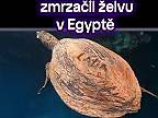 V Egypte pravdepodobne český turista "Láďa" poškodil korytnačke pancier