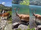 Urastený jeleň si vôbec nevšímal návštevníkom v Doline piatich poľských plies