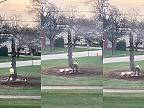 Ten arborista je celkom šikovný, natočím si, keď bude kmeň padať