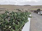 Kaktusová záhrada vo Femés, Lanzarote 4K