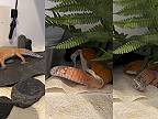 Gekončík nočný sa potreboval už zvliecť, starú kožu následne zožral