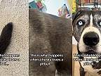 Čo sa stane, keď sa spári husky s pitbullom?