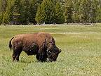 Jeden deň v prekrásnom Yellowstone