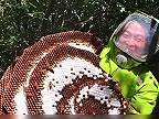 Likvidácia veľkého podzemného hniezda sršňov mandarínskych