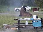 Bizón vyhodil turistu do vzduchu vo Yellowstone: vážne ho zranil