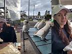 V Sydney si musíš dávať pozor na veľmi inteligentné „holuby”
