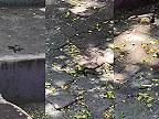 Viete, ako sa pária kolibríky?