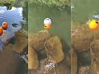 Pingpongové loptičky vs. malý vodný vír